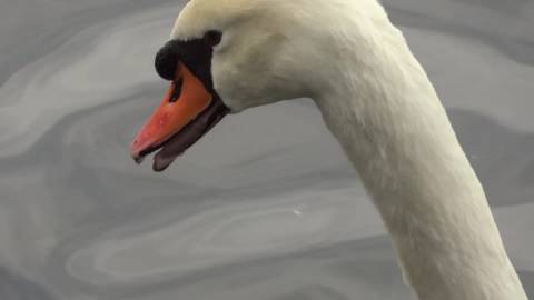 白鳥