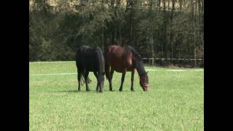 草原にいる二頭の馬